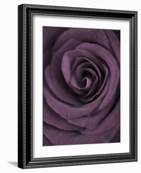 Deep Purple Rose-Clive Nichols-Framed Photographic Print