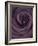 Deep Purple Rose-Clive Nichols-Framed Photographic Print