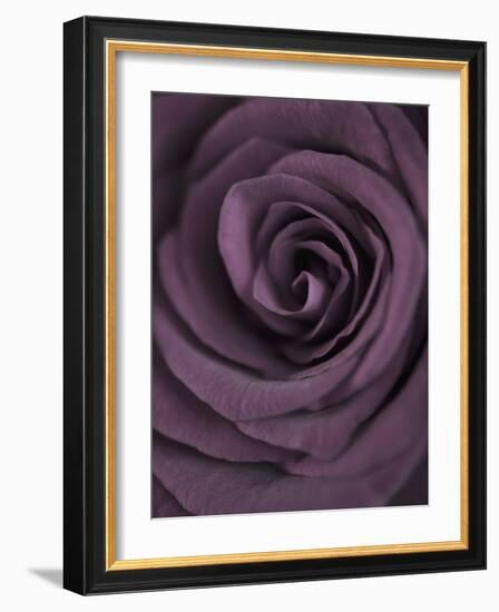 Deep Purple Rose-Clive Nichols-Framed Photographic Print