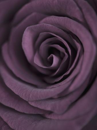 Deep Purple Rose Photographic Print by Clive Nichols | Art.com