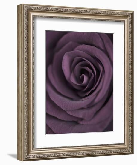 Deep Purple Rose-Clive Nichols-Framed Photographic Print