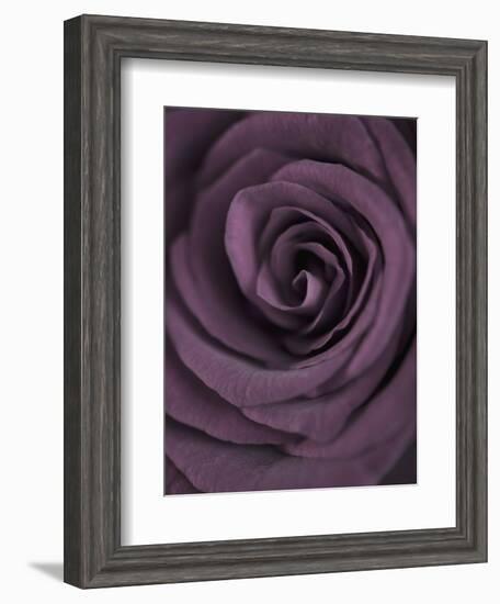 Deep Purple Rose-Clive Nichols-Framed Photographic Print