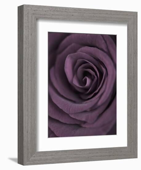 Deep Purple Rose-Clive Nichols-Framed Photographic Print