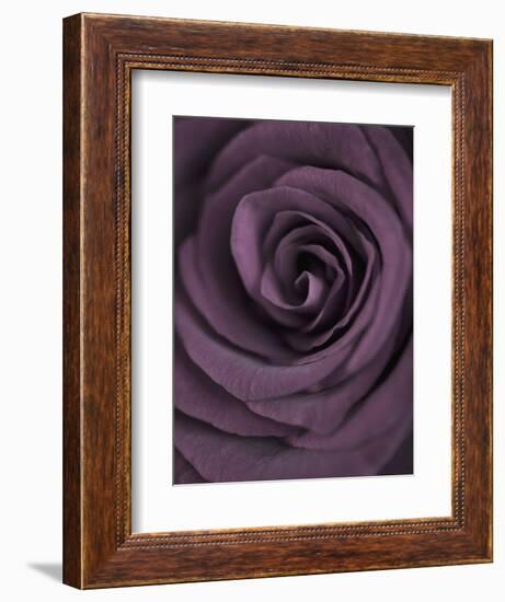 Deep Purple Rose-Clive Nichols-Framed Photographic Print