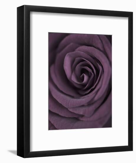 Deep Purple Rose-Clive Nichols-Framed Photographic Print