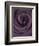 Deep Purple Rose-Clive Nichols-Framed Photographic Print