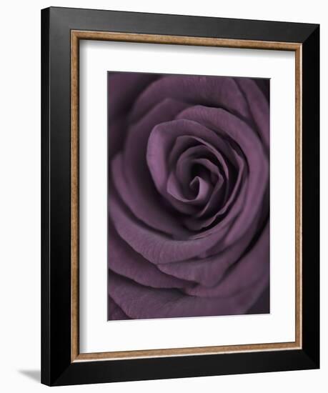 Deep Purple Rose-Clive Nichols-Framed Photographic Print