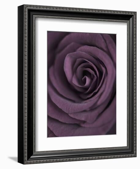 Deep Purple Rose-Clive Nichols-Framed Photographic Print