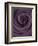 Deep Purple Rose-Clive Nichols-Framed Photographic Print