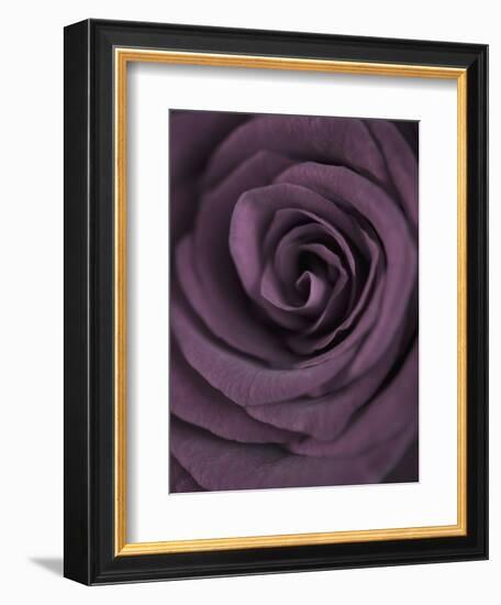 Deep Purple Rose-Clive Nichols-Framed Photographic Print