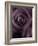 Deep Purple Rose-Clive Nichols-Framed Photographic Print