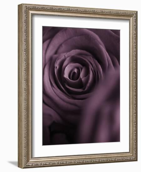 Deep Purple Rose-Clive Nichols-Framed Photographic Print