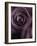 Deep Purple Rose-Clive Nichols-Framed Photographic Print