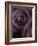 Deep Purple Rose-Clive Nichols-Framed Photographic Print