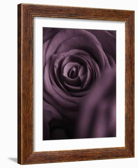 Deep Purple Rose-Clive Nichols-Framed Photographic Print