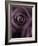 Deep Purple Rose-Clive Nichols-Framed Photographic Print