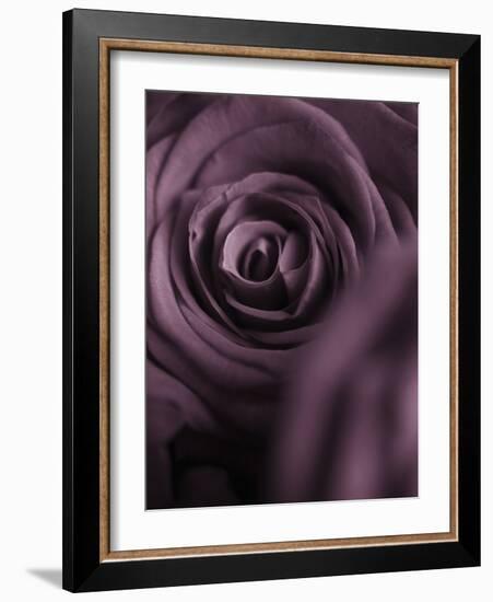 Deep Purple Rose-Clive Nichols-Framed Photographic Print