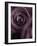 Deep Purple Rose-Clive Nichols-Framed Photographic Print