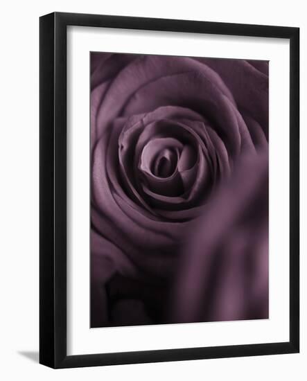 Deep Purple Rose-Clive Nichols-Framed Photographic Print