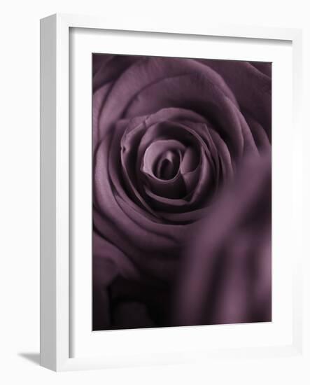 Deep Purple Rose-Clive Nichols-Framed Photographic Print