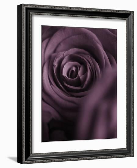 Deep Purple Rose-Clive Nichols-Framed Photographic Print