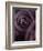 Deep Purple Rose-Clive Nichols-Framed Photographic Print