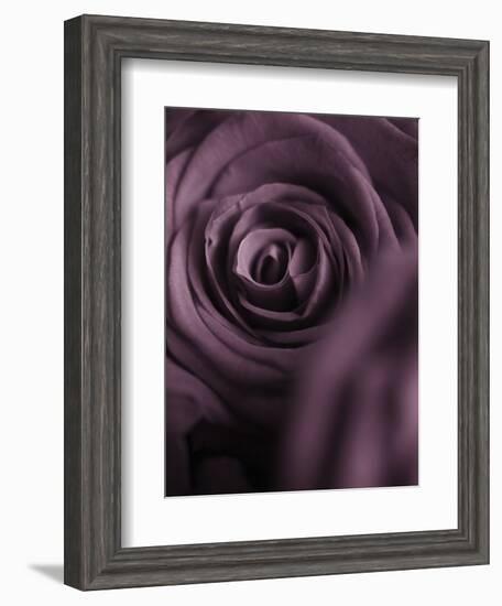 Deep Purple Rose-Clive Nichols-Framed Photographic Print