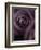 Deep Purple Rose-Clive Nichols-Framed Photographic Print