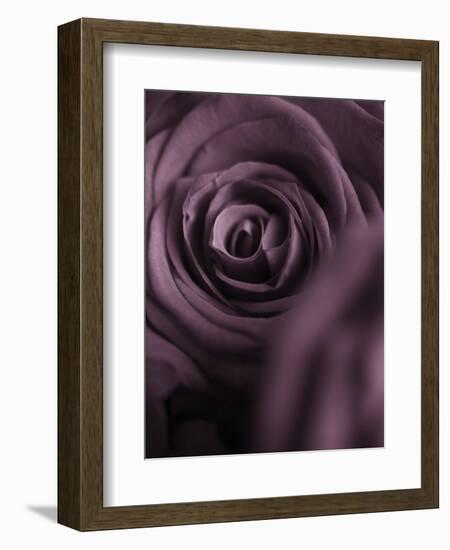 Deep Purple Rose-Clive Nichols-Framed Photographic Print