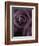 Deep Purple Rose-Clive Nichols-Framed Photographic Print