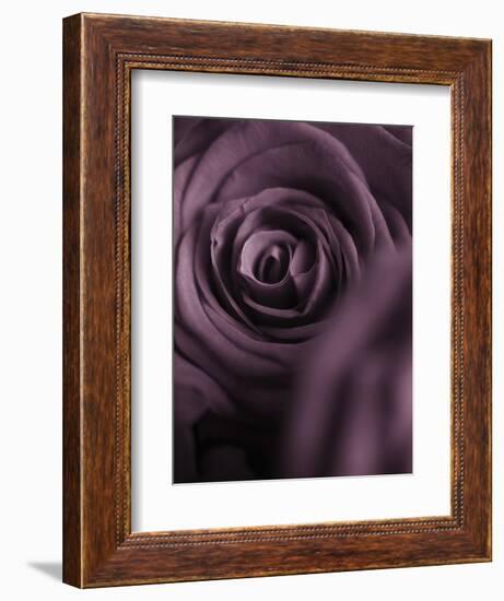 Deep Purple Rose-Clive Nichols-Framed Photographic Print