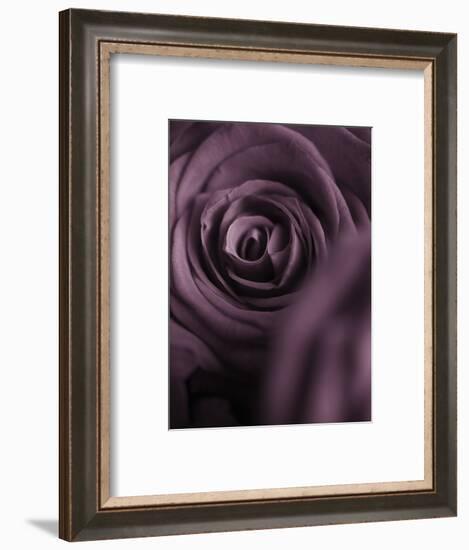 Deep Purple Rose-Clive Nichols-Framed Photographic Print