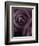 Deep Purple Rose-Clive Nichols-Framed Photographic Print