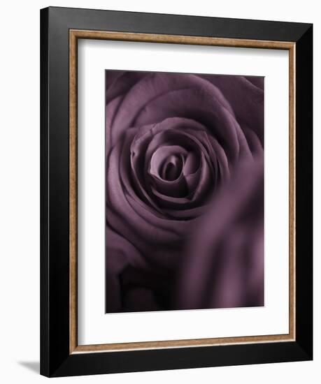 Deep Purple Rose-Clive Nichols-Framed Photographic Print