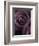 Deep Purple Rose-Clive Nichols-Framed Photographic Print