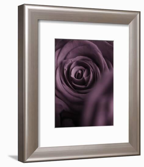 Deep Purple Rose-Clive Nichols-Framed Photographic Print