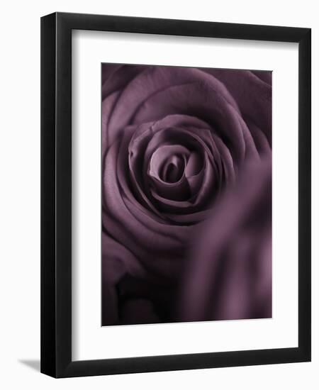 Deep Purple Rose-Clive Nichols-Framed Photographic Print