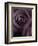 Deep Purple Rose-Clive Nichols-Framed Photographic Print