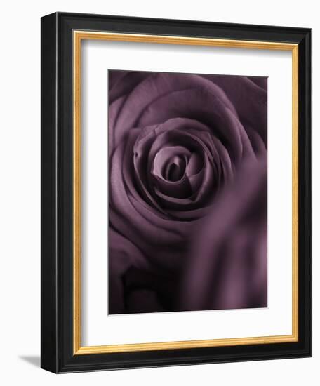 Deep Purple Rose-Clive Nichols-Framed Photographic Print