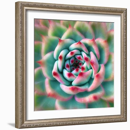 Deep Red Tips-Jan Bell-Framed Photographic Print