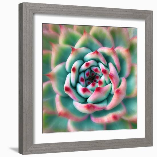 Deep Red Tips-Jan Bell-Framed Photographic Print