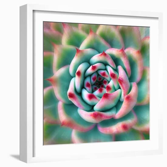 Deep Red Tips-Jan Bell-Framed Photographic Print