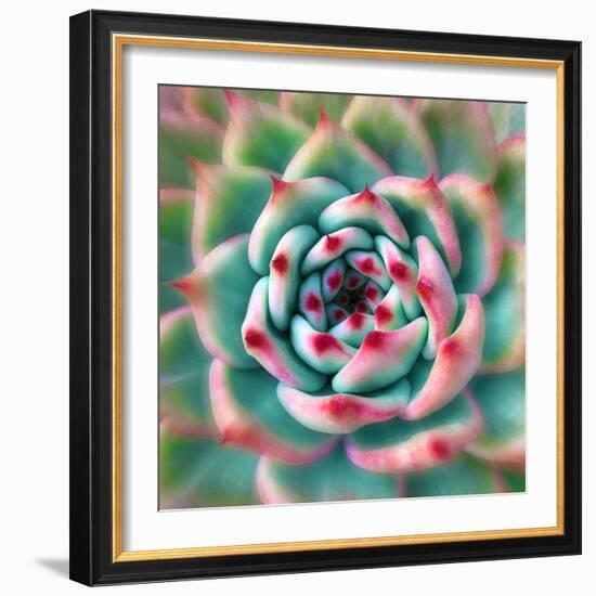 Deep Red Tips-Jan Bell-Framed Photographic Print