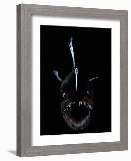 Deep Sea Anglerfish, Female with Lure Projecting from Head to Attract Prey, Atlantic Ocean-David Shale-Framed Photographic Print