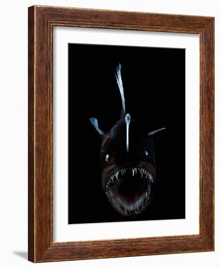 Deep Sea Anglerfish, Female with Lure Projecting from Head to Attract Prey, Atlantic Ocean-David Shale-Framed Photographic Print