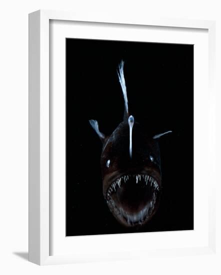 Deep Sea Anglerfish, Female with Lure Projecting from Head to Attract Prey, Atlantic Ocean-David Shale-Framed Photographic Print