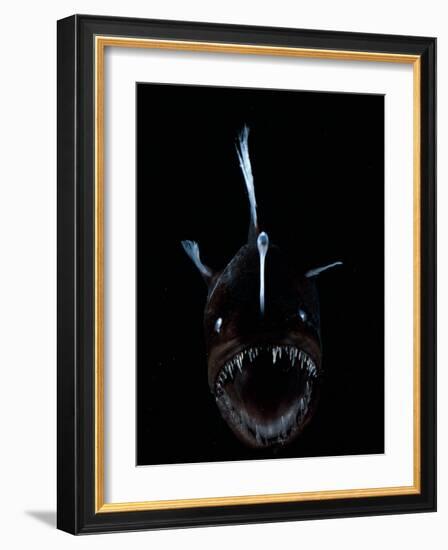 Deep Sea Anglerfish, Female with Lure Projecting from Head to Attract Prey, Atlantic Ocean-David Shale-Framed Photographic Print