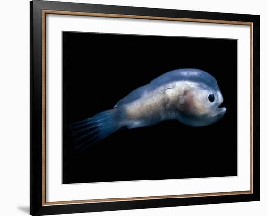 Deep Sea Anglerfish Male-David Shale-Framed Photographic Print