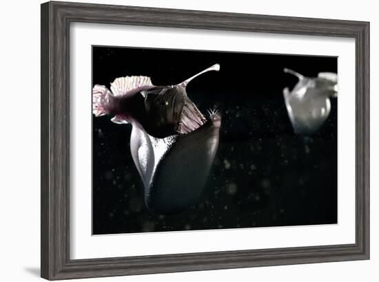 Deep Sea Anglerfish-Christian Darkin-Framed Photographic Print