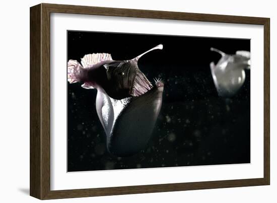 Deep Sea Anglerfish-Christian Darkin-Framed Photographic Print